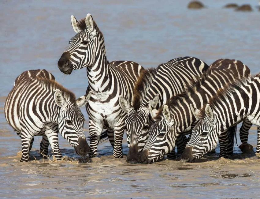 Tanzania Wildlife