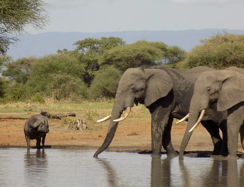 Tanzania Wildlife