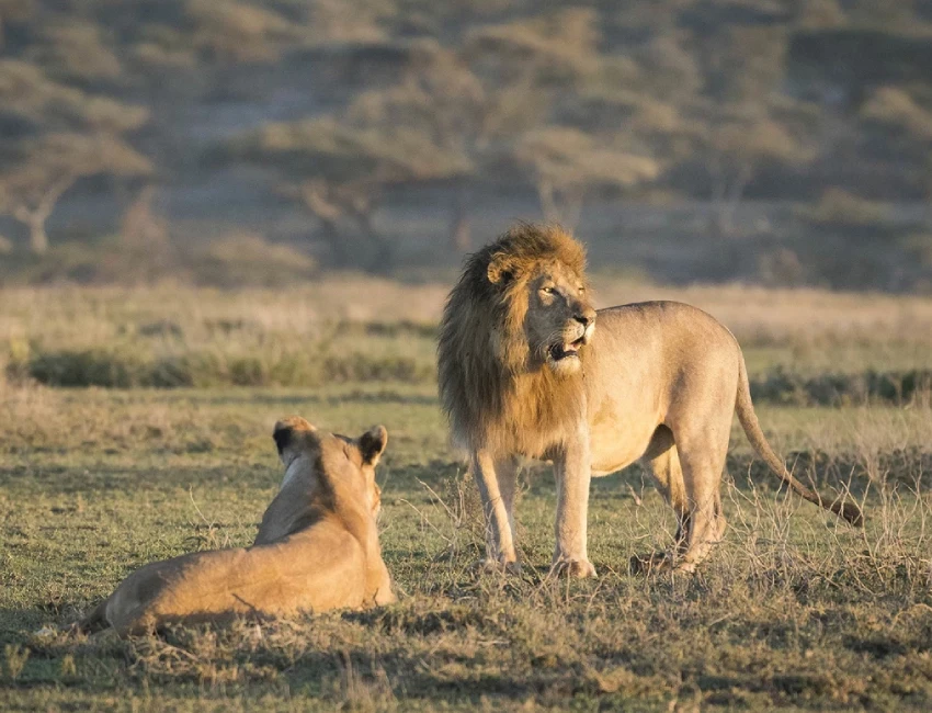 Tanzania Wildlife