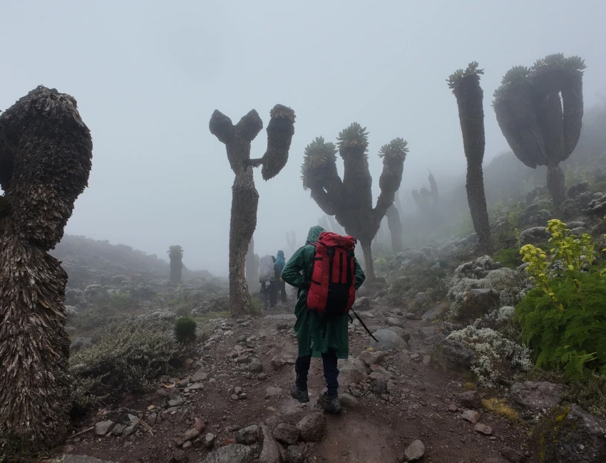 Kilimanjaro trekking view