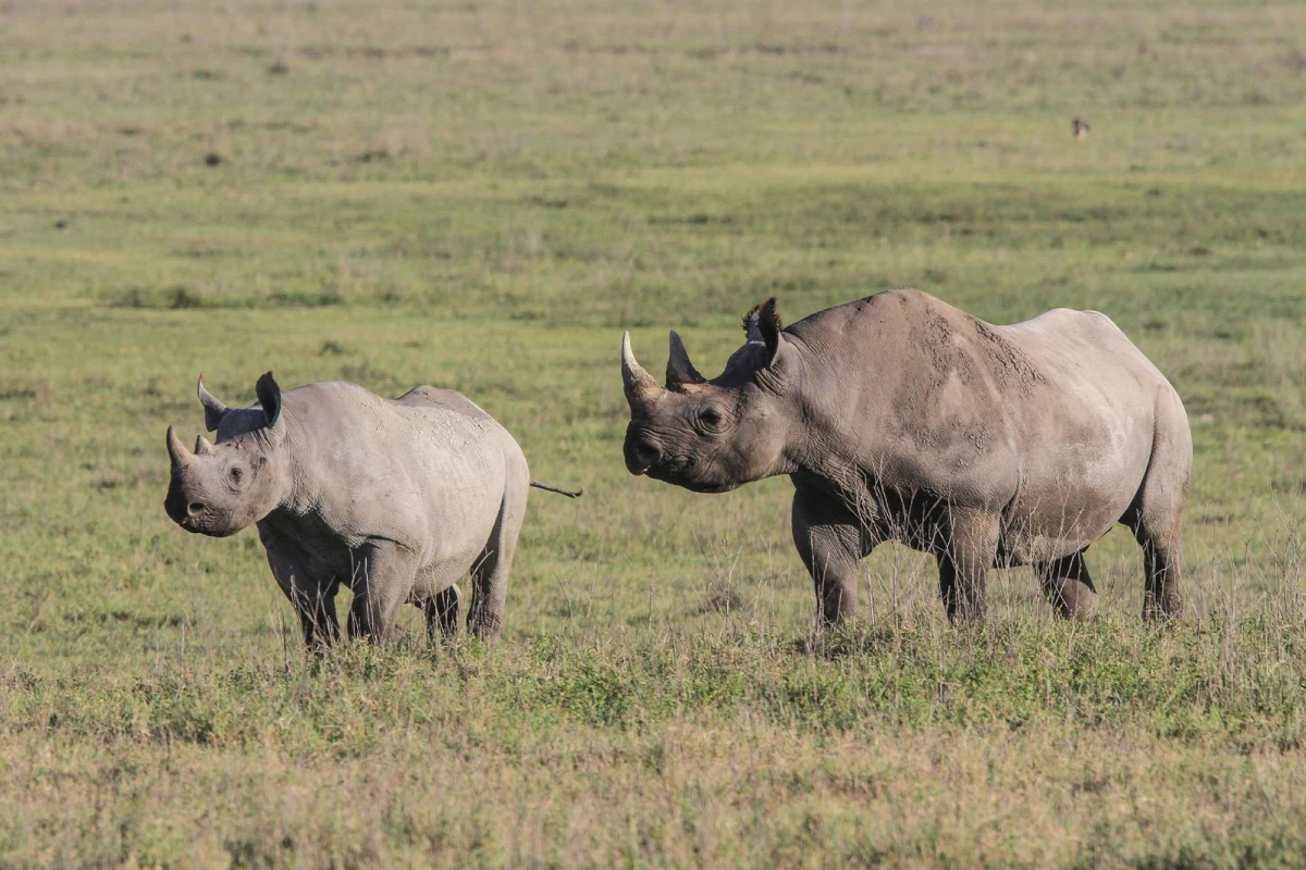Ngorongoro Crater Wildlife