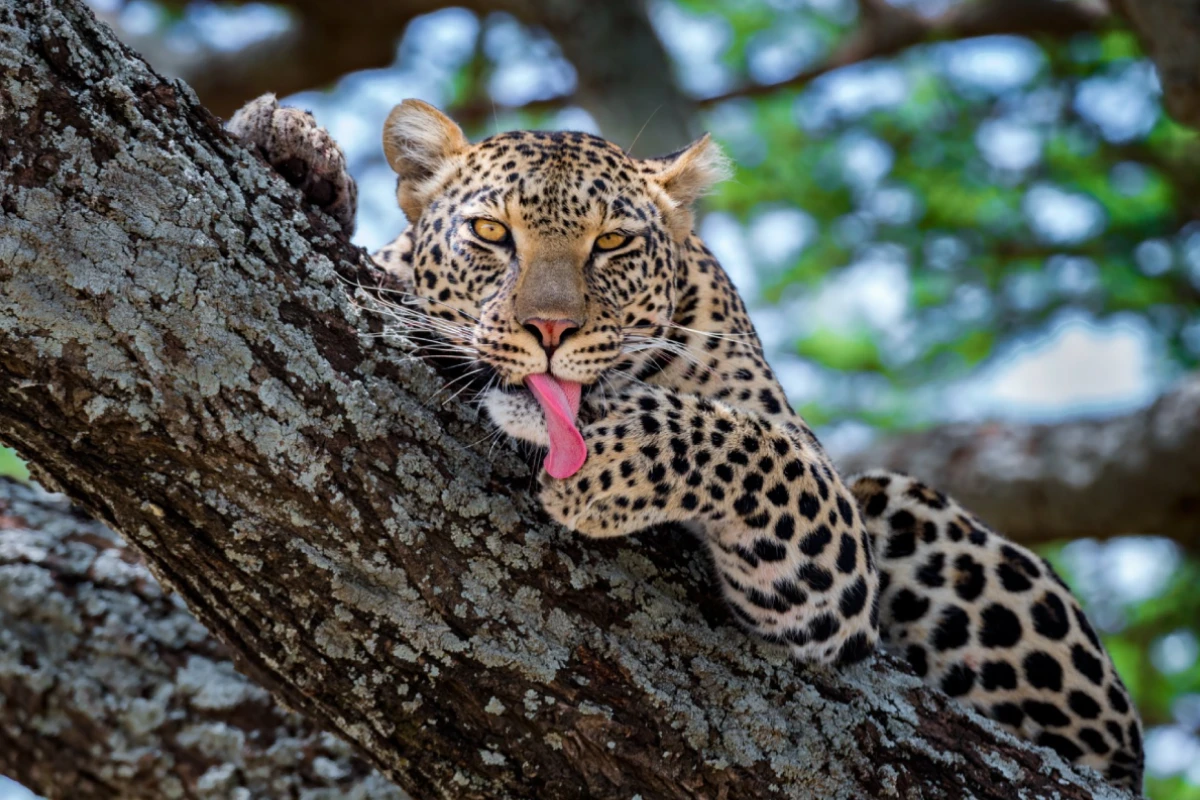 Serengeti Wildlife