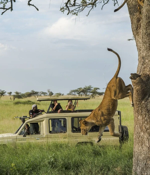 Serengeti Wildlife
