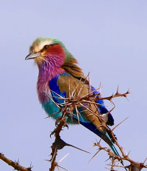 Serengeti Bird