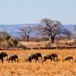 tanzania safaris