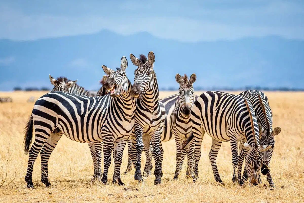 Tanzania travel guide view