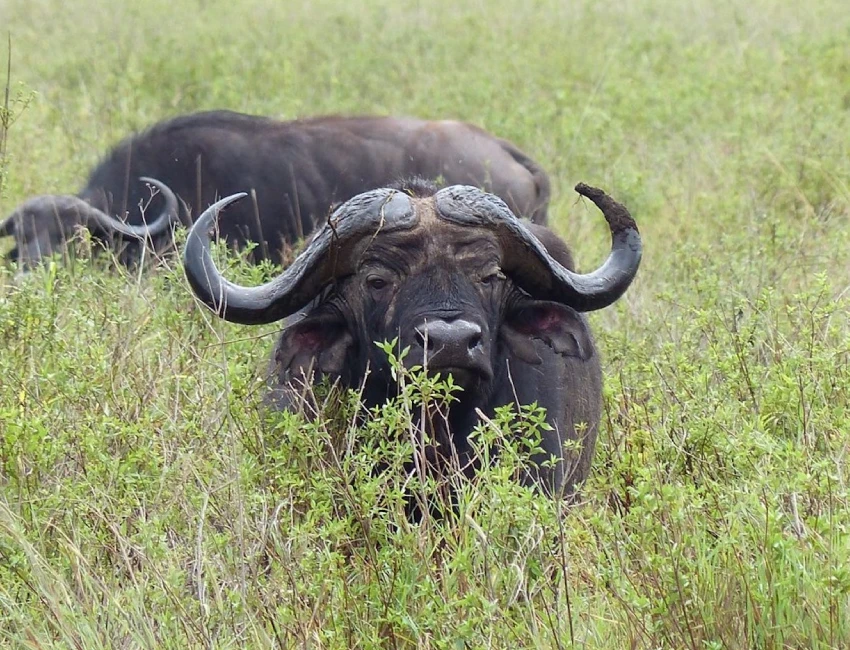 Tanzania Wildlife