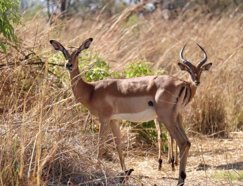Tanzania Wildlife