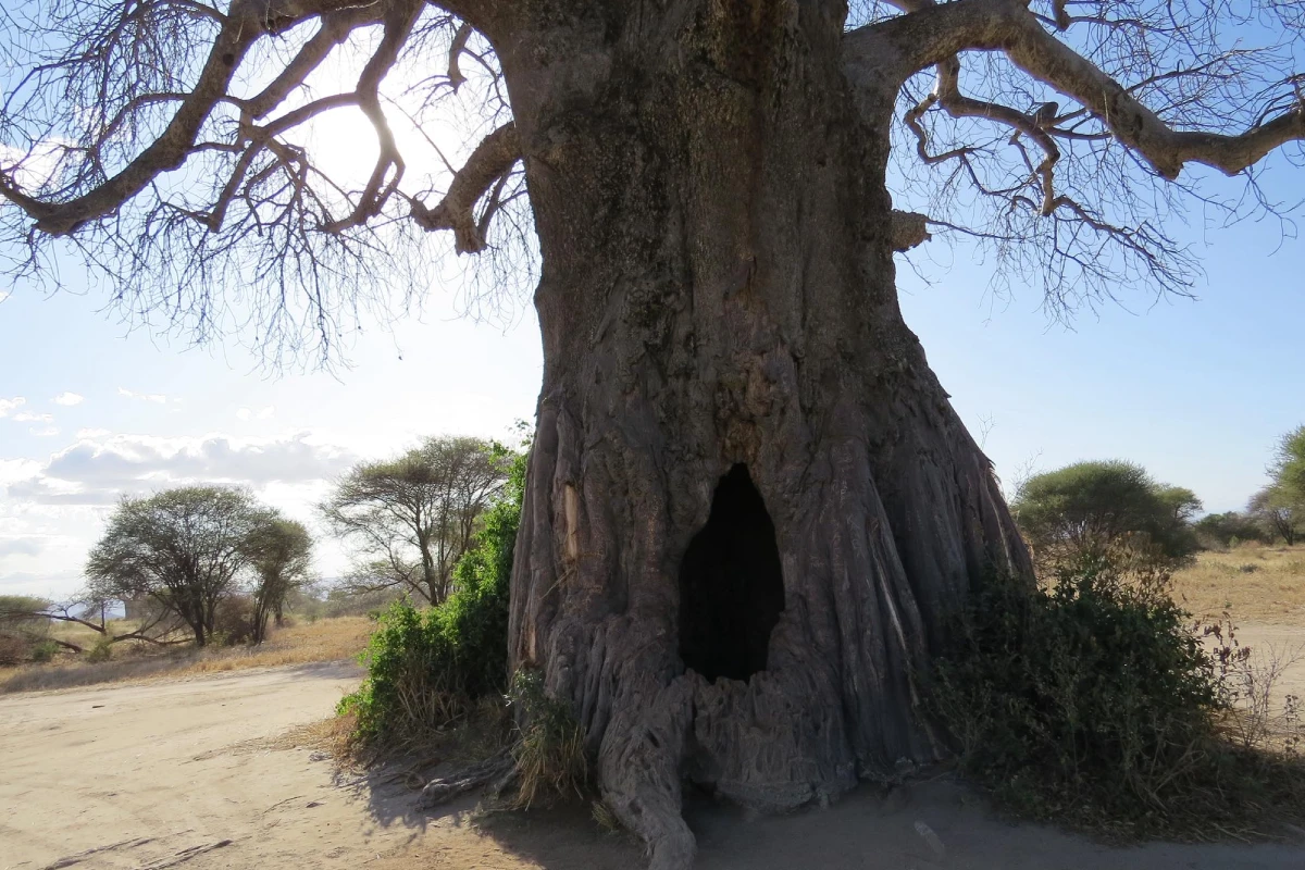Tarangire Baobab
