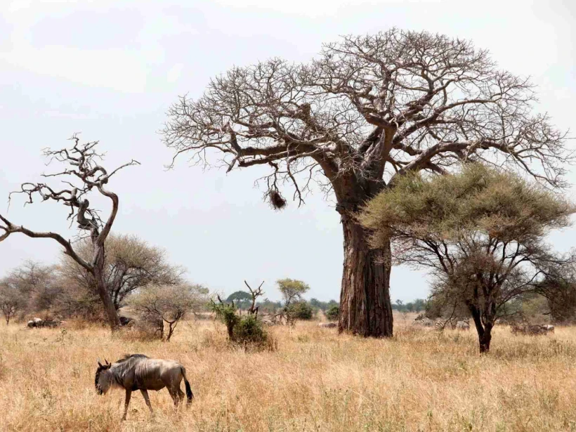 Tarangire Wildllife