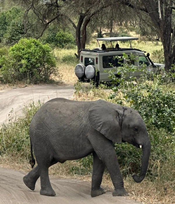 Game Drives