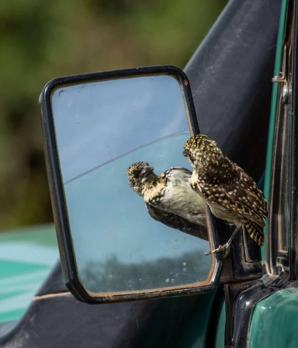 Bird Watching